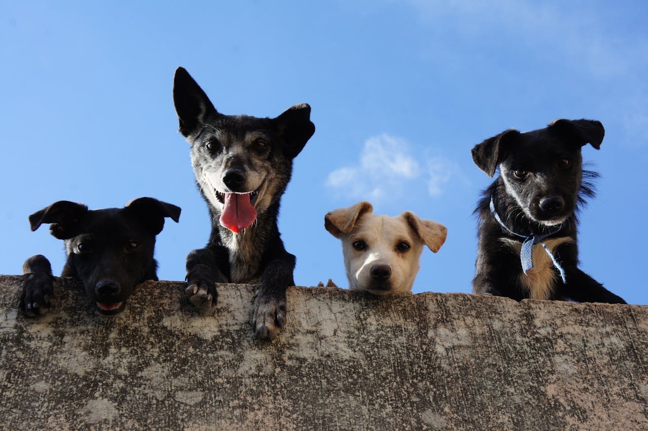 Dog Walkers Marketing Manual