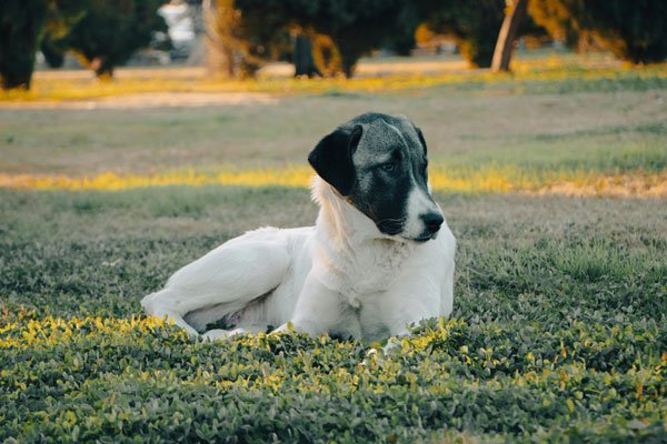 dog