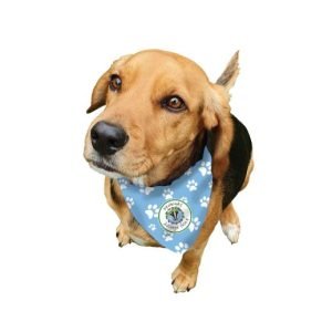 dog-bandana Dog bandana