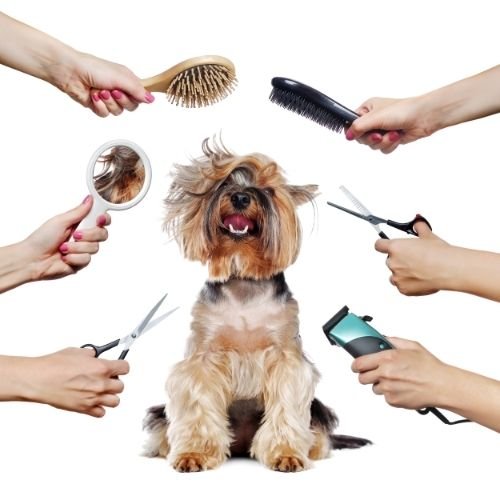 dog-groomer Dog groomer