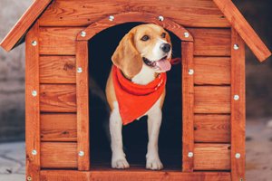 kennels-300 kennels