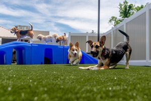 Dog-Daycare2 Dog daycare